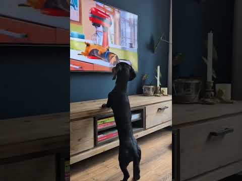 When Dogs Get Curious 🙂