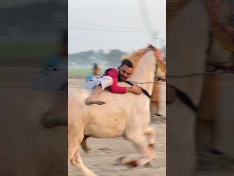 ❤️🐎 #horse #horselover #trending #forsale #pinderattargarh