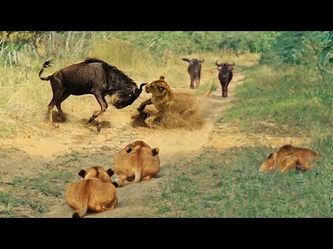 Unbelievable. Lion Has To Regret Attacking Wildebeest- Wildebeest Defeated The Lion And Escape