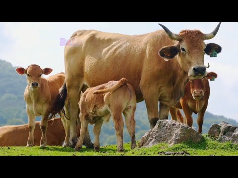 Cow Herd in the Farm