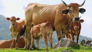 Cow Herd in the Farm