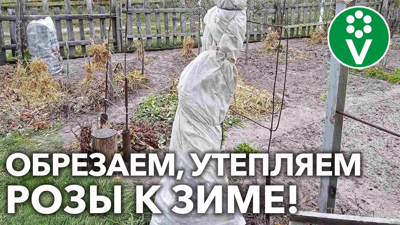 Ваши розы перезимуют без потерь! Вот как их обрезать, обработать и утеплить осенью!