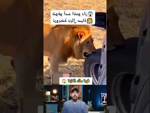 قوة ملك الغابة 😱 #اكسبلور #معلومات #رمله #حيوانات #funny #ترند #duet #birds #دويتو
