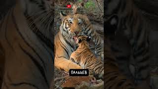 Тигр 🐯 Крупнейшая Кошка Земли