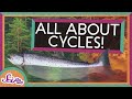 Understanding Cycles in Nature