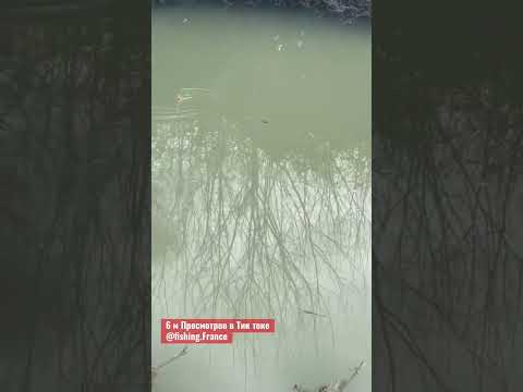 Главное терпение а рыба есть Воде ) #рыбалка #fishing #рыбалкавофранции