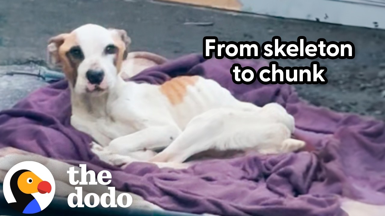 Skeleton Pitties Abandoned In Yard Get Rescued Just In Time - The Dodo