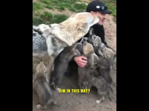 Wolf Cubs in Barn Shock Farmer! 🐺