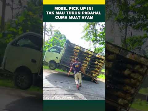 Padahal cuma muat ayam #shorts