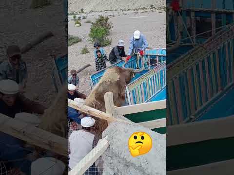 Peoples are trying load the yak on truck 😲😲 #animals #yakride #viralreels #foryou #hunzavalley #1m