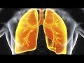 Exploring the Gas Transport Mechanisms in the Respiratory System