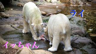 イッちゃん＆ライ｜愛とオモチャと牛骨と…『2026年7月4日撮影』