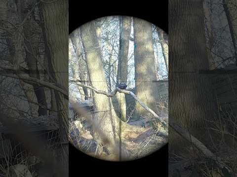 Airsoft Sniper teamwork. #airsoft #gameplay #ghillie