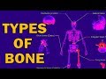 Types and Functions of Bones