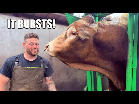 a HUGE BULL ... and an very JUICY HOOF