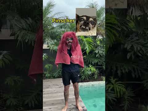 RAÇAS DE CÃES NA PISCINA