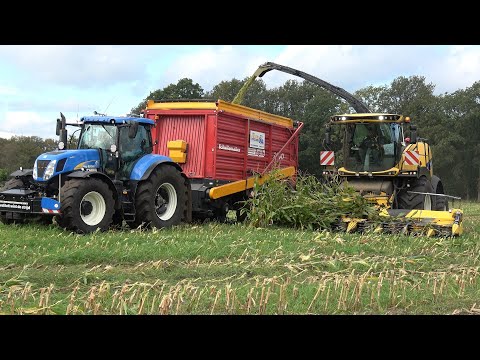 Mais hakselen door Jansen Eupe met hun New Holland FR650 Forage Cruiser en 3 trekkers (2024)