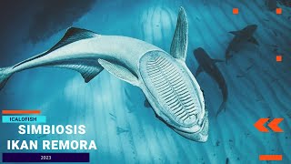 SIMBIOSIS IKAN REMORA DAN INANGNYA #icalofish #remora #animals