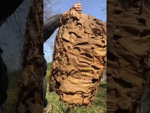 Nido di CALABRONI🐝