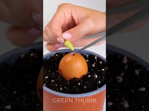 GROW Your Dream Garden with These AMAZING Hacks!