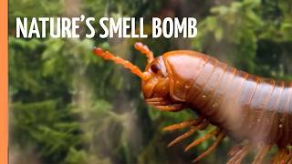 Nature’s Weirdest Weapons | Full Documentary