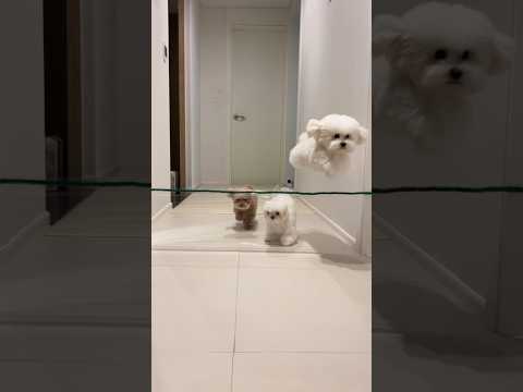 투명벽챌린지로 알아보는 강아지성격(풀영상) Invisible wall Challenge