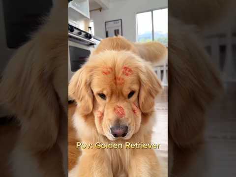 Funny golden retriever #dogs #pets #goldenretriever