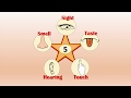 Human Senses and Sensory Receptors