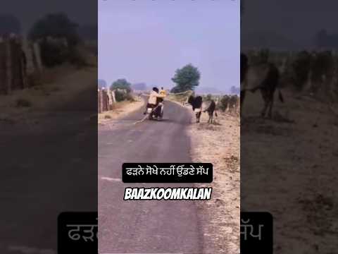 #subscribe #horseracing #horseriding #horselove #horsepower #horselife #youtubeshorts #horse