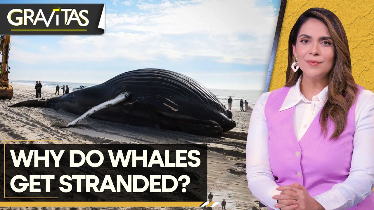 Gravitas: Australia euthanises beached whales