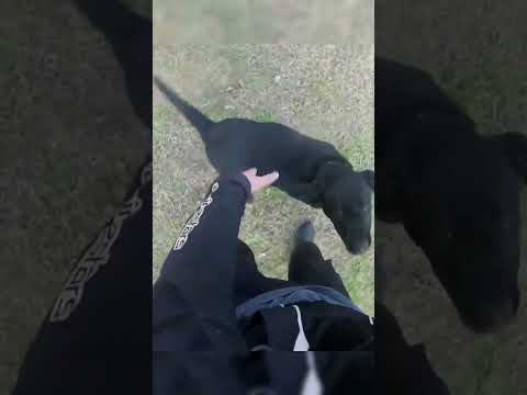 Un motociclista vede un cane sulla strada e poi succede questo!🐶🚨