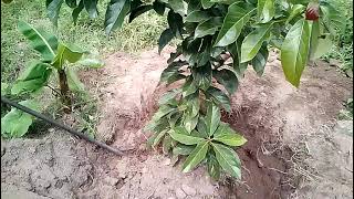 Primer parte transplantando un árbol de aguacate