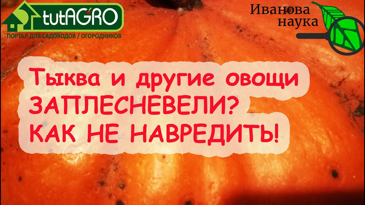 Пятна, плесень, гниль, порча на тыкве, кабачке, моркови, капусте. Можно такое есть и компостировать?