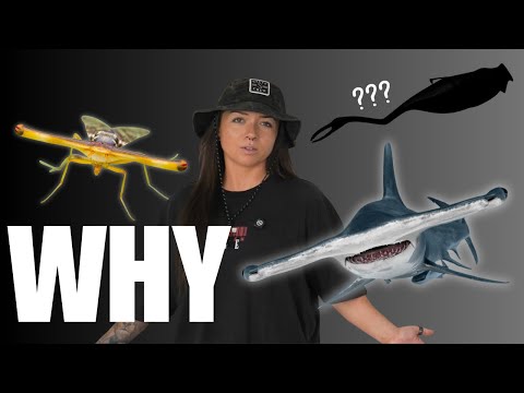 The Evolution of the Hammerhead (sharks & more!) | Lindsay Nikole