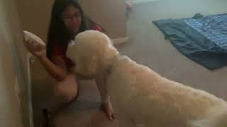 Dog gets bamboozled