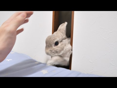 深夜４時に寝室の戸を叩きまくる音が・・・うさぎさんが急遽飼い主を叩き起こしにきた理由