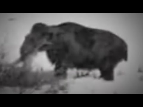 Video of living Mammoth filmed in 1943 by German officer in Siberia