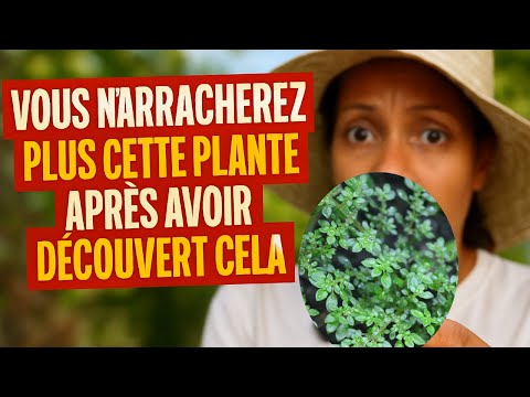 Le thym muraille : Cette Plante Soigne Plus Qu’on Ne le Pense… #plantesmédicinales