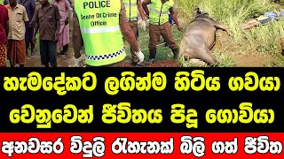 නෑයෙක් ඇදපු විදුලි රැහැන නිසා ගවයටටයි ගොවියටයි අත් වූ ඉරණම