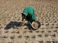Green Revolution: Impacts and Innovations