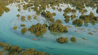 YouTube video thumbnail: How Does the UAE Preserve Its Nature?