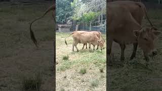 sapi jinak makan dikandang luas #sapi #duniahewantv #hewanpeliharaan #india