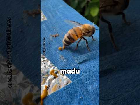 Jangan Makan Madu Dari Lebah Ini‼️😱