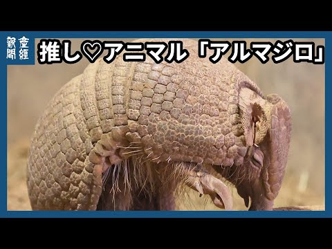推し♡アニマル「アルマジロ」