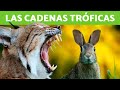 Cadenas Tróficas en Ecosistemas