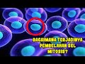 Kuis Pembelahan Sel Mitosis