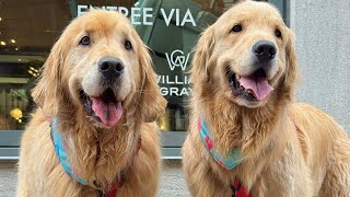 Taking My Dogs To Old Montreal To Get Pets