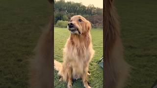 Camping with my dog gone wrong!