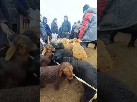 1 млн дан кузилар бахоси