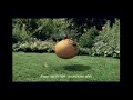 Lawn Care and Maintenance Insights